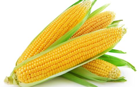 玉米种子的十大品种（玉米种子哪个品牌的好）