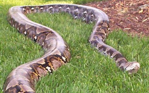 世界十大最长的蛇（蛇类身长排行榜）
