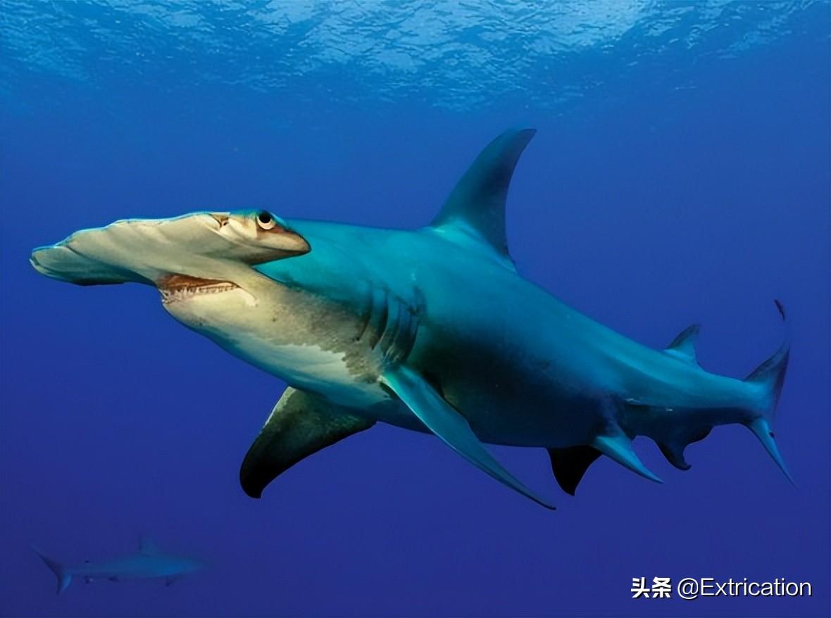 世界上最大的鲨鱼排行榜(现存十大最大的鲨鱼)