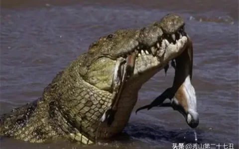 世界上最恐怖的鳄鱼（史前十大鳄鱼排名）