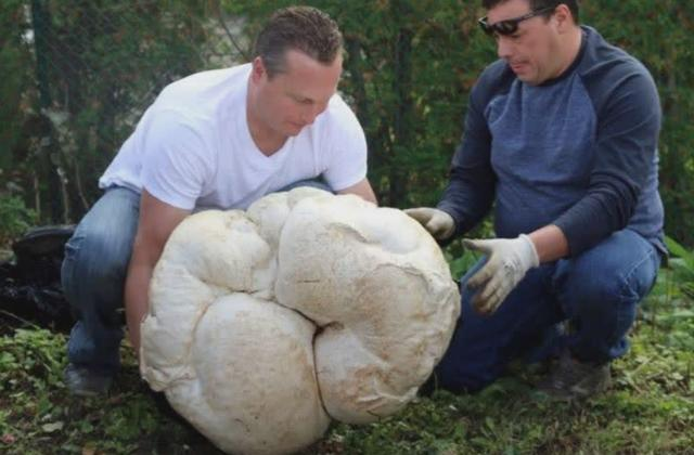 巨型白地菇多少钱一斤（白蘑菇市场价多少钱一斤）