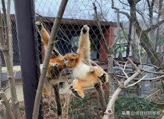 中国十大最受欢迎动物园（中国十大动物园排名）