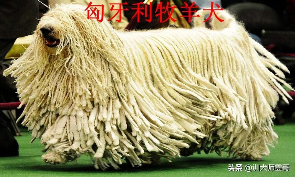 世界十大最厉害的牧羊犬（最受欢迎牧羊犬排行榜）